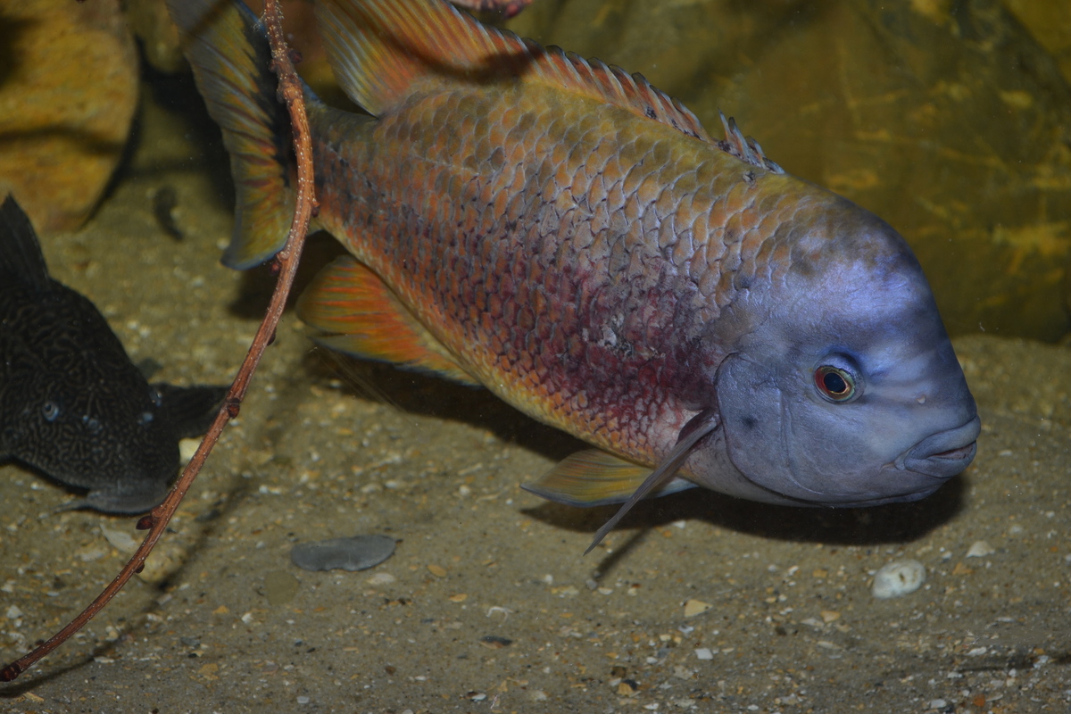 Tomocichla tuba NVC web